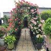 NicBex 2 Pack Garden Arch Trellis 79.5"X86.6" Plant Climbing Support Anti-Rust Plant Trellis Outdoor for Garden, Black - 4 of 4