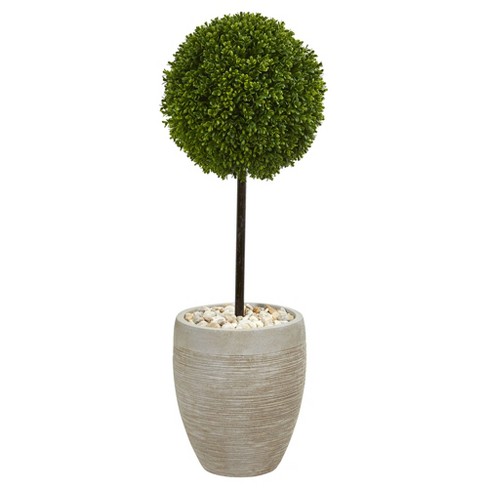 6/' Cone//Ball-Shaped Boxwood Topiary in Plastic Pot Tree plant Indoor Outdoor