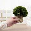 Pavilion Gift Company - Preserved Boxwood Seagrass 6" Mushroom Greenry Decor - 4 of 4