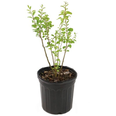 2.5qt Gogi Berry Plant With White Blooms - National Plant Network : Target