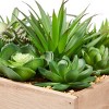 Nature Spring Artificial Succulent Arrangement - 4 of 4