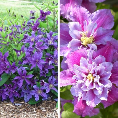4pc Clematis Climbing Collection - National Plant Network