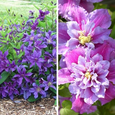 4pc Clematis Climbing Collection - National Plant Network