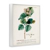 Stupell Industries Scientific Botanical Plant Seeds Framed Giclee Art - 2 of 4