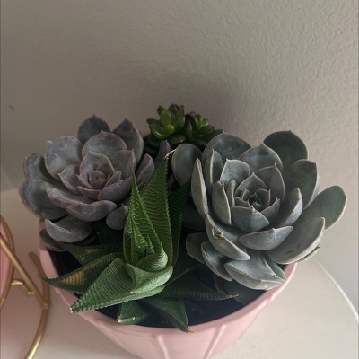 Live 6" Succulent Garden Houseplant (Varieties May Vary) - Good Little  Garden : Target