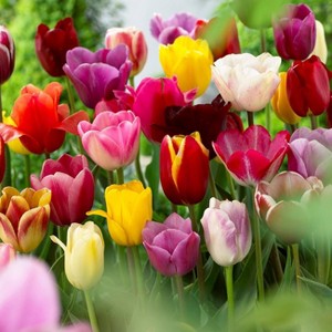 Van Zyverden 50ct Bulbs Tulips Long Stemmed Mixture - 1 of 4