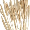 20'' x 1'' Dried Plant Bunny Tail Natural Foliage with Long Stems White - Olivia & May: Elegant Home Accent - 3 of 4