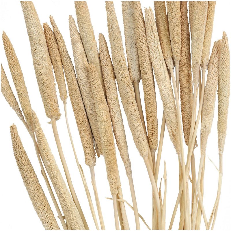 20&#39;&#39; x 1&#39;&#39; Dried Plant Bunny Tail Natural Foliage with Long Stems White - Olivia &#38; May, 3 of 7