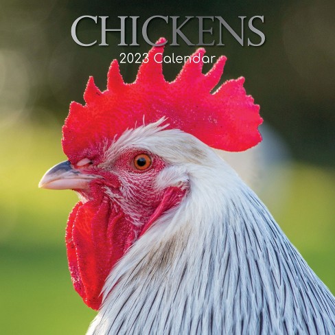 2023 Square Wall Calendar, Chickens, 16-month Animals Theme With 180  Reminder Stickers (12 X 12 In) : Target