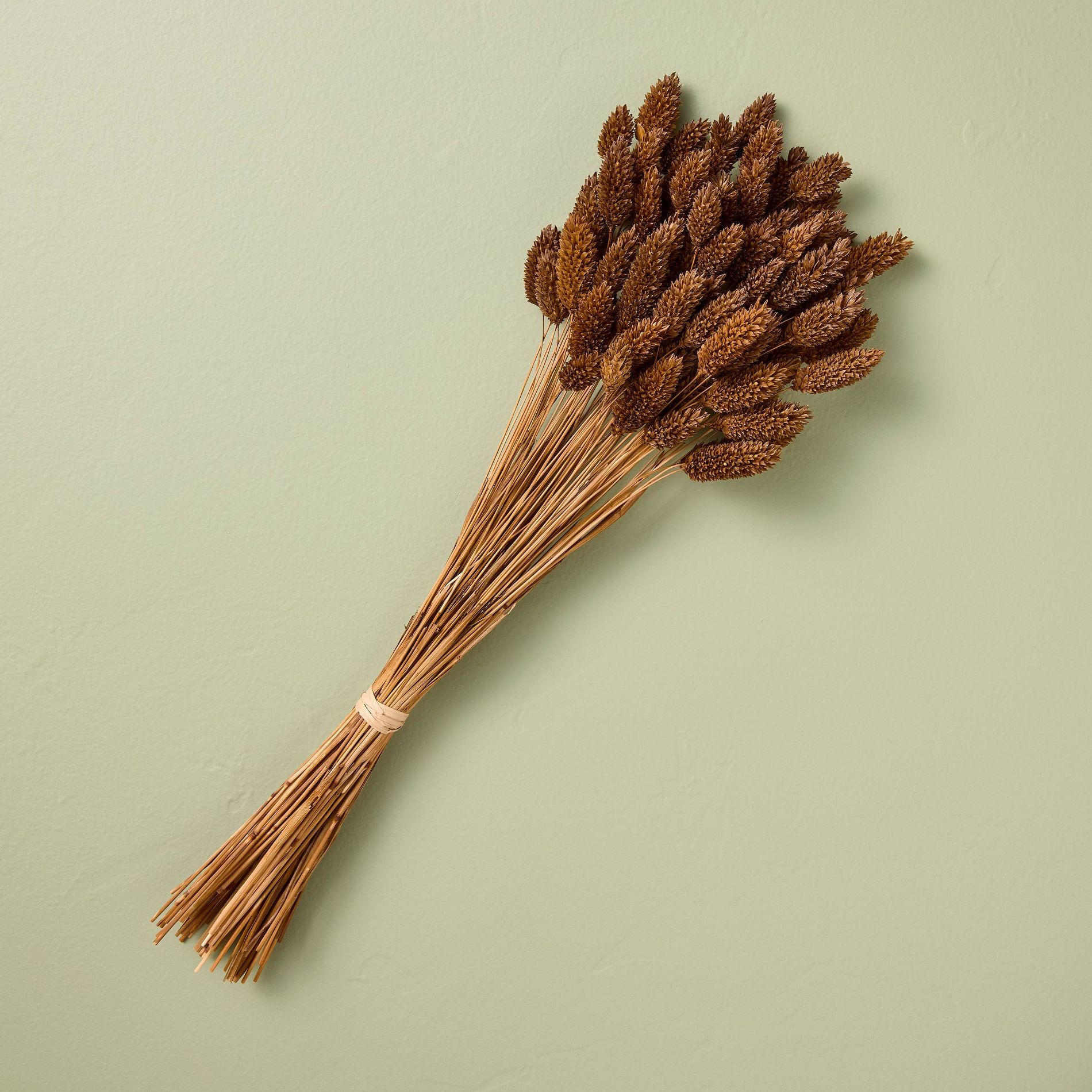 18" Preserved Bunny Tails Fall Bundle - Hearth & Hand™ with Magnolia