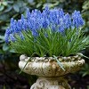 Van Zyverden 12ct Bulbs Muscari Grape Hyacinths - 3 of 4
