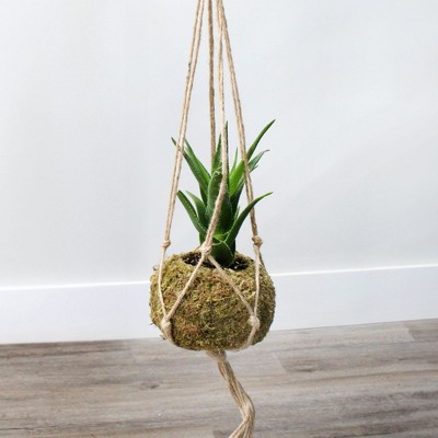 Set of 3 Green Moss Ball Hanging Planters with Jute Twine
