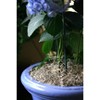 SuperMoss Preserved Spanish Moss Decorative Filler - Natural - 3 of 4