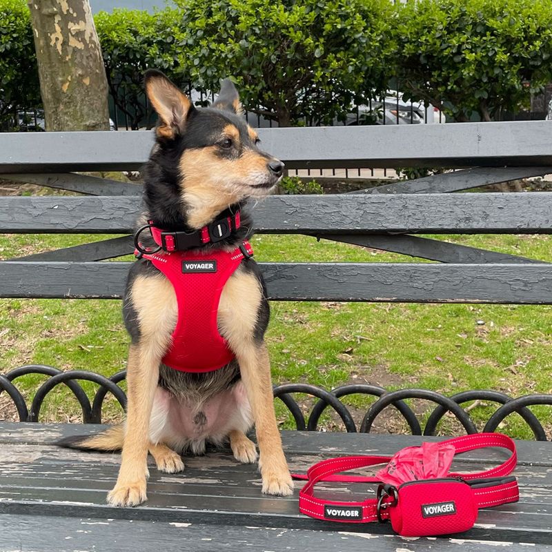 Voyager Step-In Flex Adjustable Dog Harness for All Breeds, 5 of 6