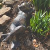 Frog Statues - 2 of 3