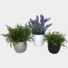 Tierra Garden Ceramic Boston Indoor Pots - 3 Piece Set : Target