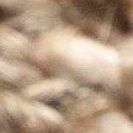 cream, black, peach, light brown, medium green, light gray