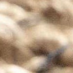 cream, black, peach, lightbrown, mediumgreen, lightgray