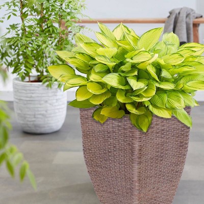  Van Zyverden Hosta Gold Standard Patio Kit with Decorative Rattan Planter 