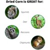 JCS Wildlife Dried Squirrel Corn Cobs - Grown in Southern Indiana - Each Bag Weighs About 14 lbs - 3 of 3