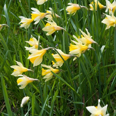 English Wild Daffodils & Lent Lily - Set of 12 Bulbs - Van Zyverden