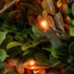 amber/orange