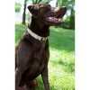 Country Brook Petz Premium Nylon Dog Collar and Leash Set for Small Medium Large Dogs - Vibrant 30+ Color Selection - 3 of 4