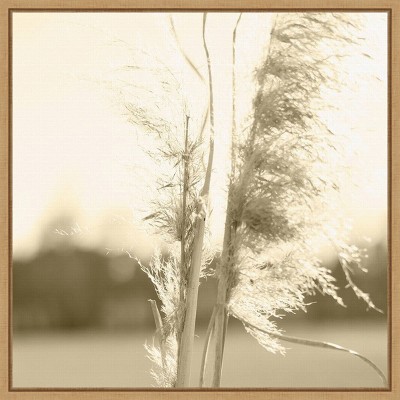 16" x 16" Ethereal Pampas Stalks V by Jason Johnson Framed Wall Canvas - Amanti Art