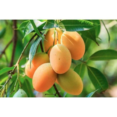Fresh Rasalu Mangoes Pack of 6