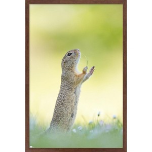 Trends International The Comedy Wildlife Photography Awards: Perdita Petzl - Conducting Framed Wall Poster Prints - 1 of 4