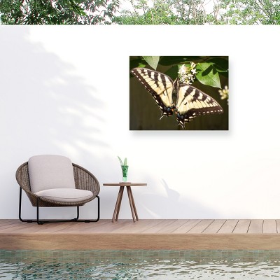 Trademark Fine Art - Leslie Montgomery Eastern Tiger Swallowtail Butterfly Wingspan Matted Framed Art