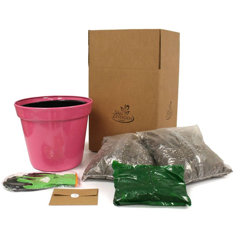Van Zyverden Patio First Romance Lilies with Decorative Metal Planter Nursery Pot Medium Gloves and Planting Stock, 6 of 7