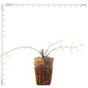 Van Zyverden 20" Clematis Sweet Autumn 4" Potted Rocketliners Clematis - 2 of 4