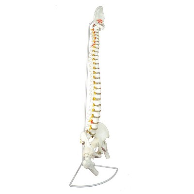 Wellden Medical Educational 36" Tall Natural Cast Life Size Deluxe Realistic Human Spine Model w/ Open Sacrum, Femur Heads, & Stand