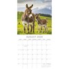 2026 Square Wall Calendar, Donkeys, 16-Month Animals Theme with 180 Reminder Stickers (12x12 In) - 3 of 4
