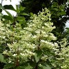 Hydrangea Fire and Ice 4" Potted Rocketliners - Van Zyverden - 2 of 4