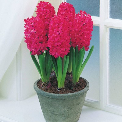 Set of 5 Bulbs PrePared Hyacinths for Indoor Forcing Jan Bos - Van Zyverden