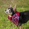 CTM Extra Large 27 Inch Rustic Paisley Print Bandana - image 2 of 2