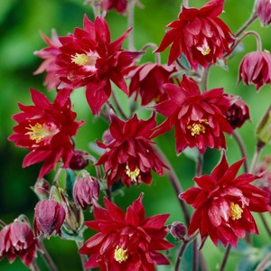 Van Zyverden 5ct Roots Aquilegia Columbine Ruby Port - 1 of 4