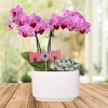 Green Circle Growers 4" Pink Orchid and Succulent Houseplant Ceramic Planter - 3 of 4