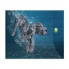 Trademark Fine Art Marcel Egger SplashDog Wood Slat Art - 3 of 4