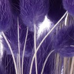 dark purple