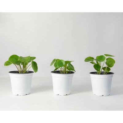 3pc Chinese Money Plant - National Plant Network