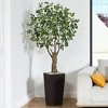 DR.Planzen UV Resistant 6-7FT Artificial Pre Potted Ficus Tree with White Tall Planter for Indoor Outdoor Office House Decor - 2 of 4