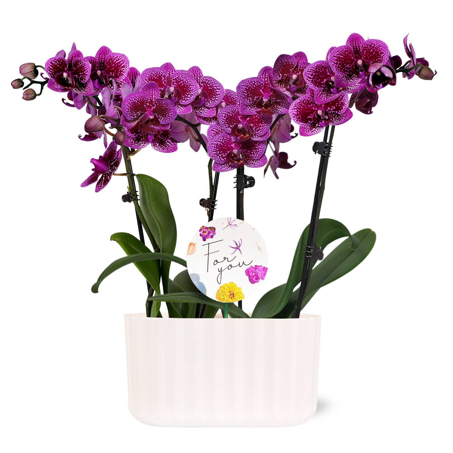 Green Circle Growers 6" Dark Purple Live Magenta Orchid Duo in White Floramx Pot