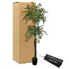 Cypress & Alabaster | Olive 2-Tier Tree In Growers Pot - 2 of 4