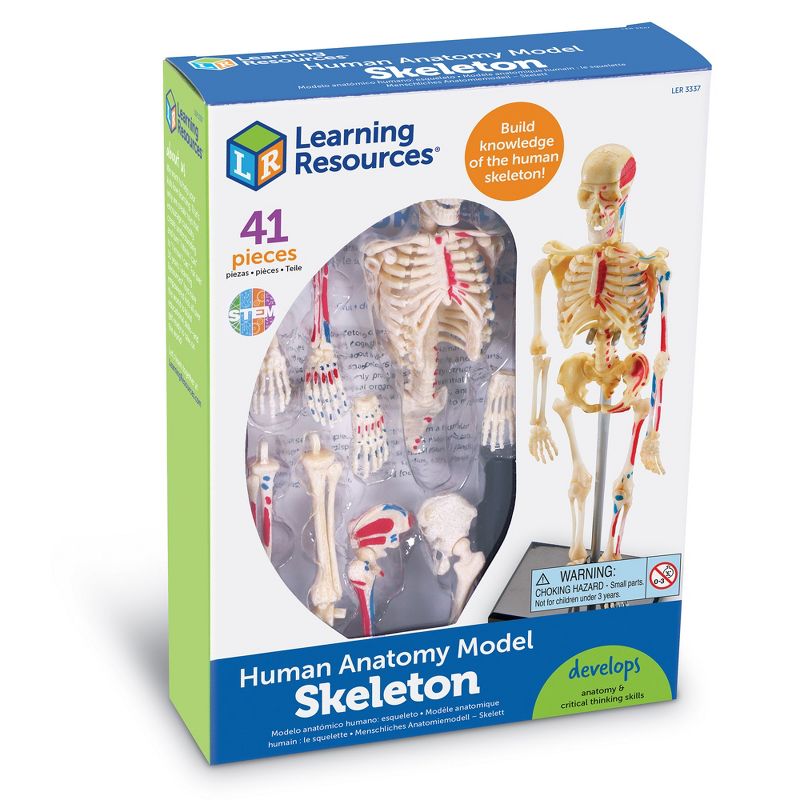 Learning Resources Skeleton Anatomy Model, Ages 8+, 5 of 6