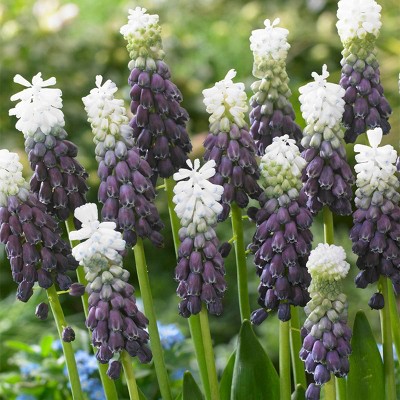 18ct Hyacinths Grape Ice Bulbs - Van Zyverden