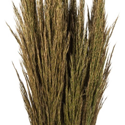 Natural Green 36" Preserved Plume Reed Bundle