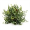 Cedar Pinecone Half Orb (Set of 2) - 3 of 3